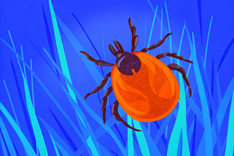 ОСТОРОЖНО: КЛЕЩ!