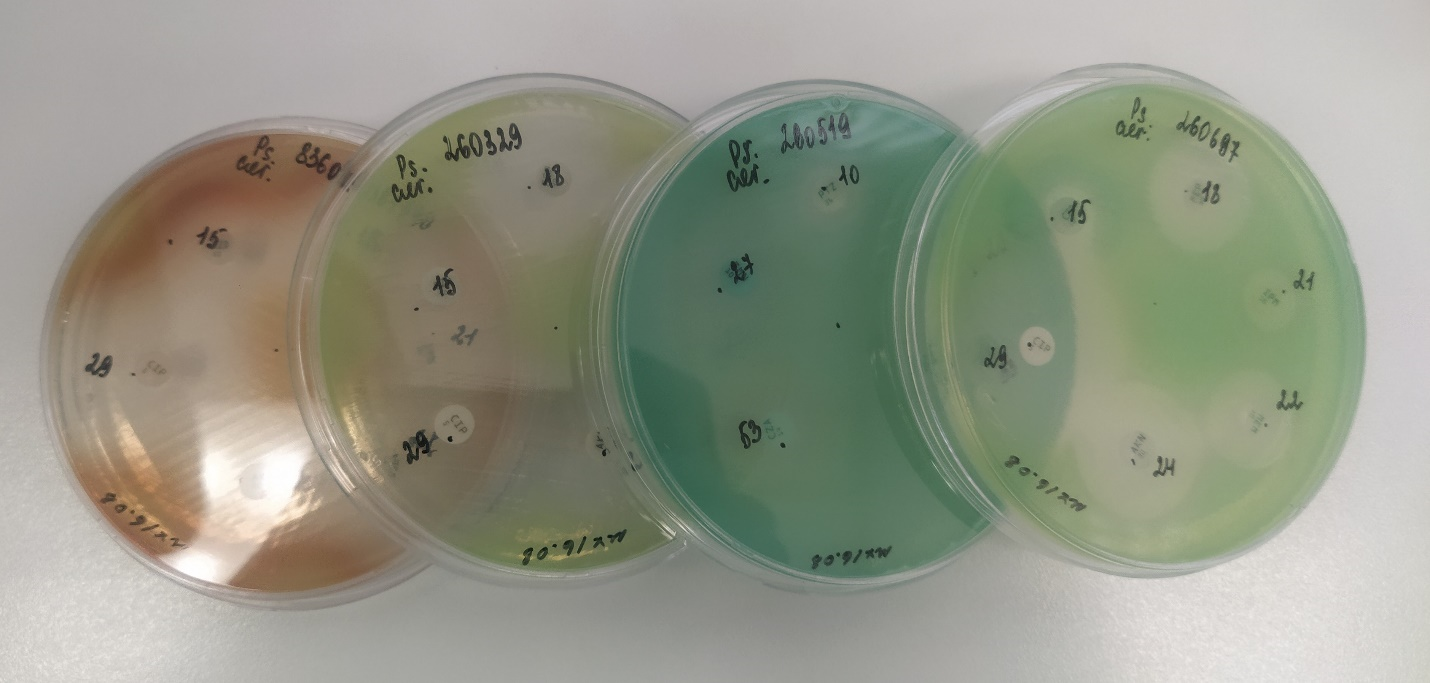 «Бактериальная палитра»: пигменты синегнойной палочки