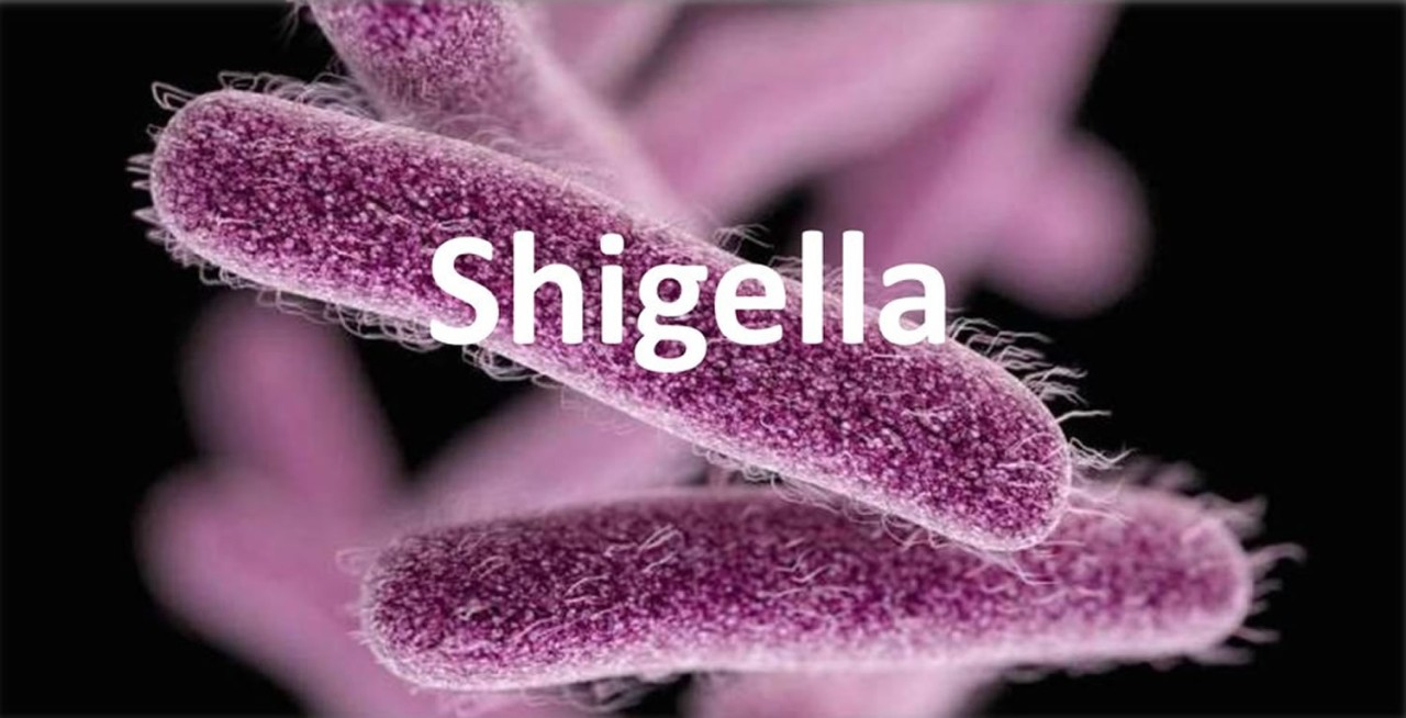 Shigella sonnei с множественной лекарственной устойчивостью: уже реальность